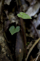 Corybas acuminatus
