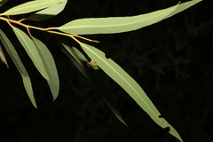 Eucalyptus curtisii