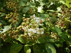 Rubus