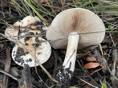 Hebeloma crustuliniforme