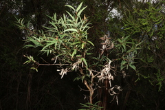 Eucalyptus curtisii