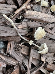 Mycena leptocephala