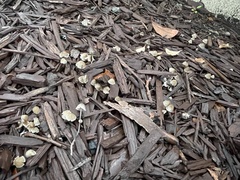 Mycena leptocephala
