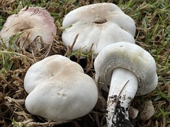 Agaricus xanthodermus