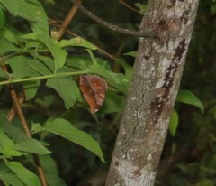 Doleschallia bisaltide australis