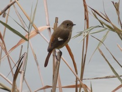 Phoenicurus auroreus