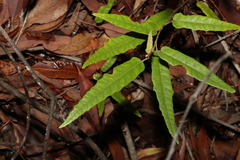 Lasiopetalum