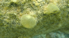 Colpomenia claytoniae