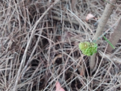 Selitrichodes utilis