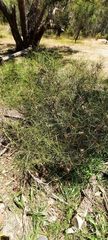 Hakea rostrata
