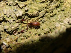Neobisium