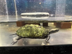 Mauremys japonica