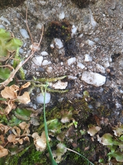 Acrocladium chlamydophyllum