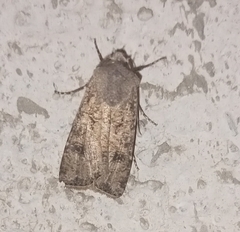 Agrotis segetum