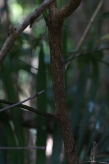 Cryptocarya microneura