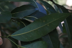 Cryptocarya microneura