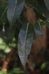 Cryptocarya microneura