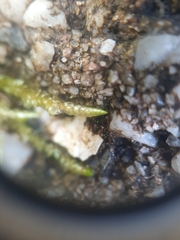 Acrocladium chlamydophyllum