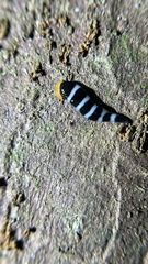 Diversibipalium engeli