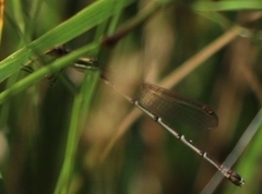 Austrolestes analis