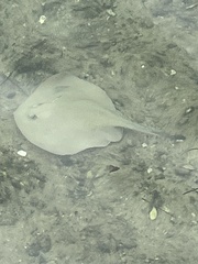 Trygonoptera testacea