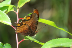 Polygonia haroldii