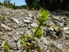 Gomphocarpus cancellatus