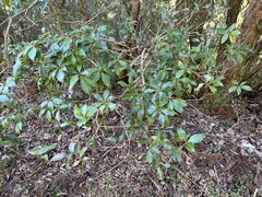 Pieris japonica japonica