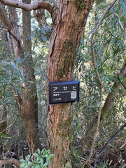 Pieris japonica japonica