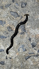 Bipalium marginatum