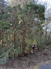 Pieris japonica japonica