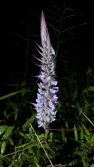 Uraria