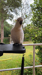 Cacatua galerita galerita
