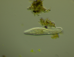 Paramecium