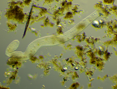 Spirostomum ambiguum