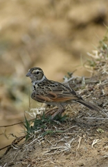Mirafra assamica