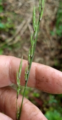 Melica subulata