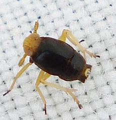 Ditropis pteridis