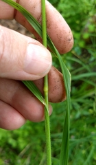 Melica subulata