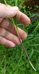 Melica subulata