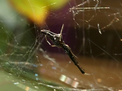 Argyrodes alannae