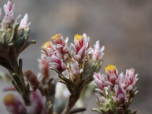Image of Helichrysum asperum by (c) Ren Hoekstra, some rights reserved (CC BY)
