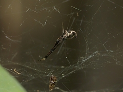 Argyrodes alannae