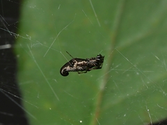 Argyrodes alannae