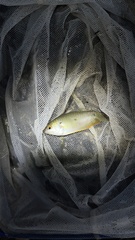 Trichopodus trichopterus