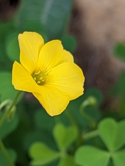 Oxalis californica