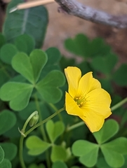 Oxalis californica