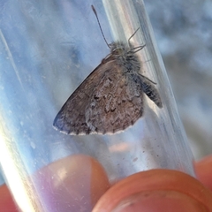 Zizina oxleyi