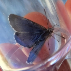 Zizina oxleyi