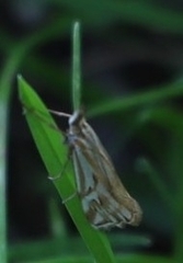 Hednota pleniferellus